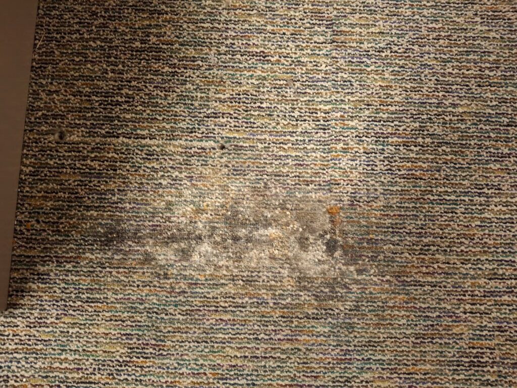 Carpet traffic lane — before and after — before